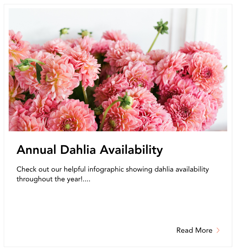 blog tile - Annual Dahlia Availability