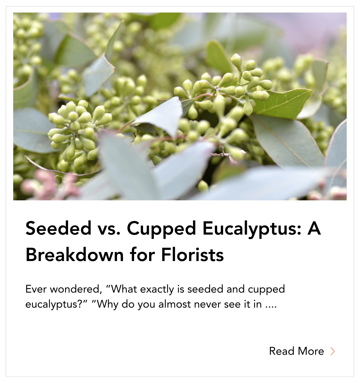 blog tile - Seeded vs. Cupped Eucalyptus A Breakdown for Florists