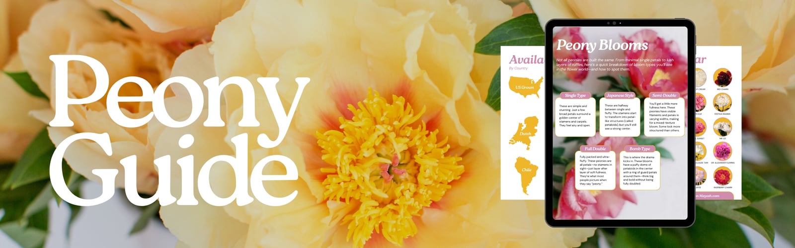 peony seasonal variety in yellow featuring a digital pdf downloadable peony guide for florists made by floral industry experts.