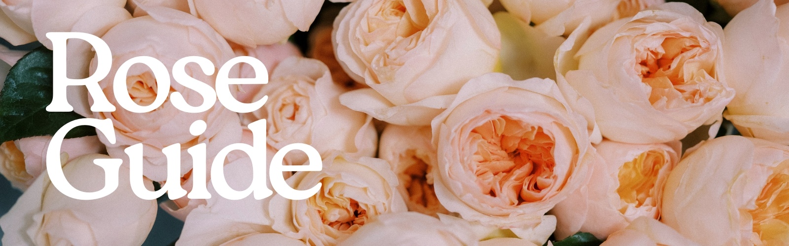 rose-guide-landing-page